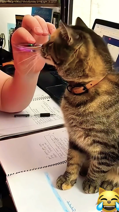😧😹Funny cats 🐈 🐱 #cats #pets #catlovers #catshorts #shorts #youtubeshorts #shortsfeed