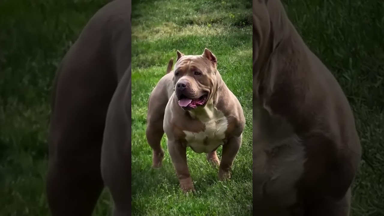Powerful Pitbull Dog 🐶💪 | Amazing Strength & Attitude #Shorts