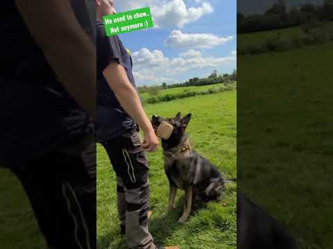 Video: Šunų sportas 101: IPO / Schutzhund