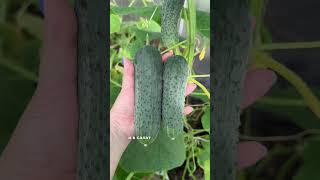 🌿 Огурец Шопа F1 — урожай без хлопот! #garden #садоводничество #nature