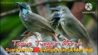 Suara burung Tepus tunggir merah