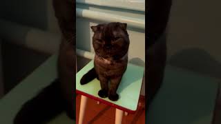 Woman and Cat Both Tear Up While Chopping Onions