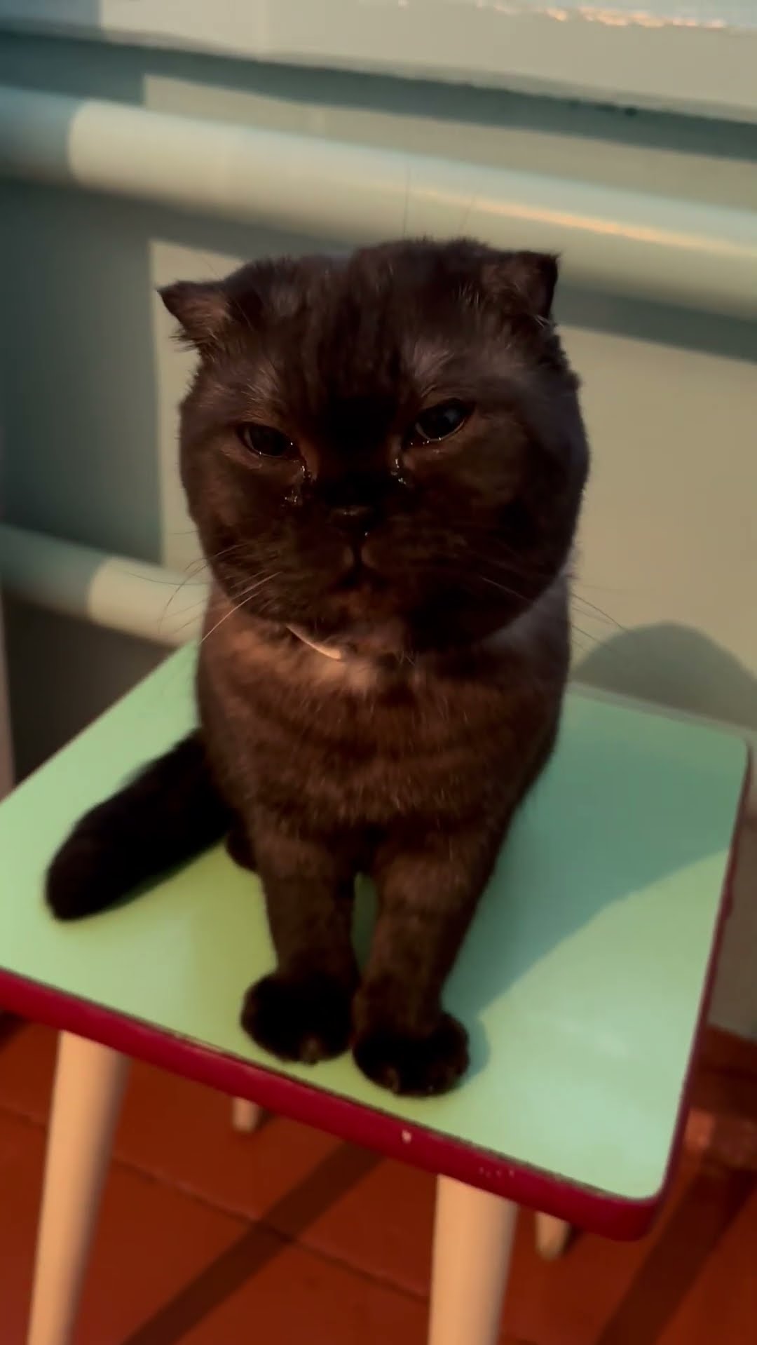 Woman and Cat Both Tear Up While Chopping Onions
