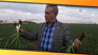 Araban Ovası’nda Yeşil Firik Sarımsak Hasadı Hazırlığı