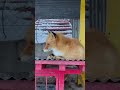 眠たいキツネ　　　　#きつね #FOX　#北海道