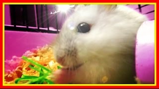 Милое видео про хомячка😍Ну просто ми-ми-ми💘Без комментариев #Животные Милое видео про хомячка😍Ну просто ми-ми-ми💘Без комментариев #Животные