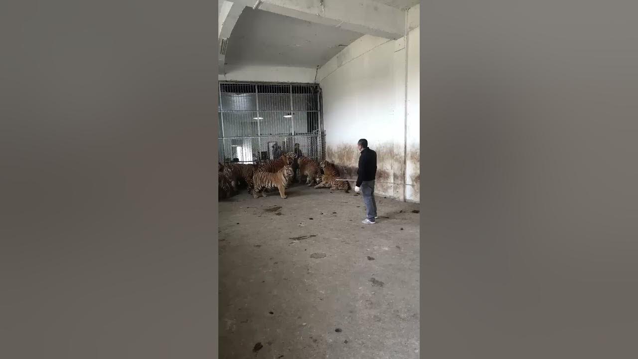 Feeding a group of tigers