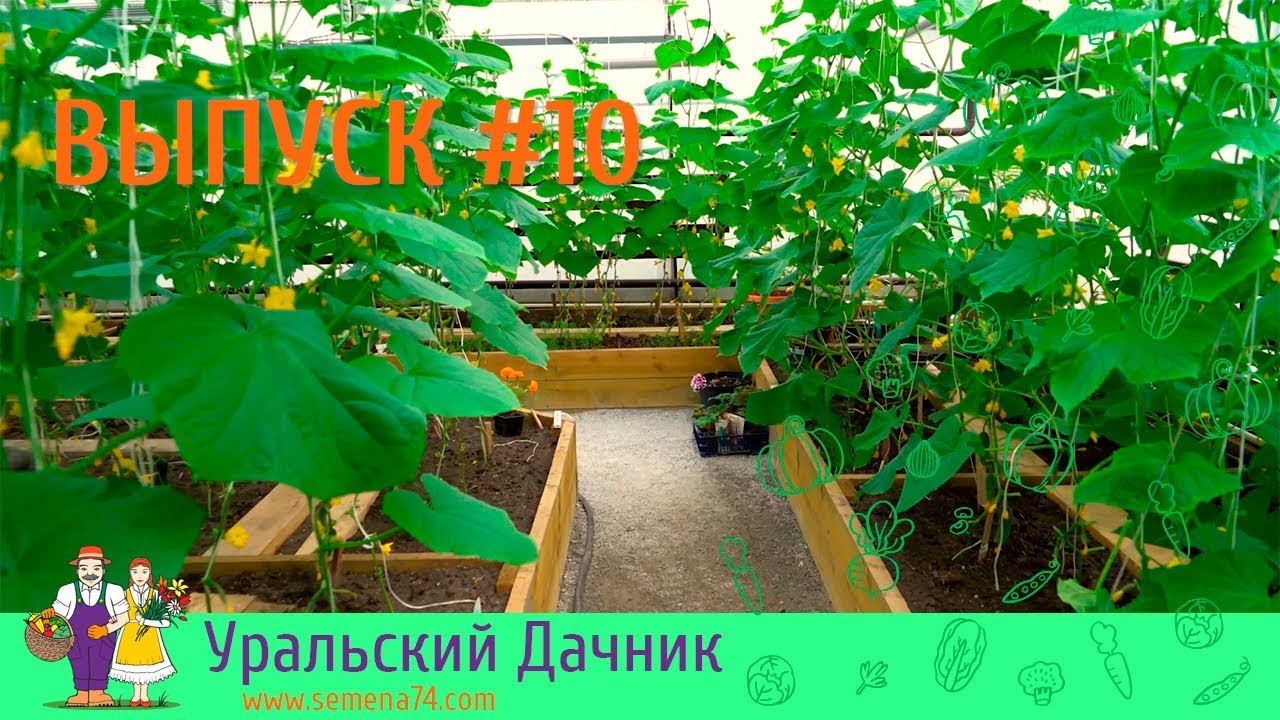 Semena74 Com Www Уральский Дачник Интернет Магазин