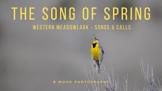 Songs and Calls of the Western Meadowlark 🎼