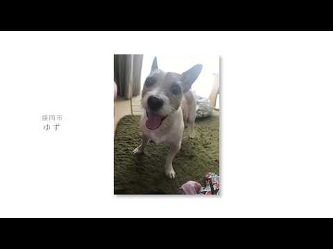 【トヨタカローラ岩手】CM2020 ペット写真篇 フルムービー#2