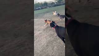 Dogs chase a remote controlled car at a dog park.