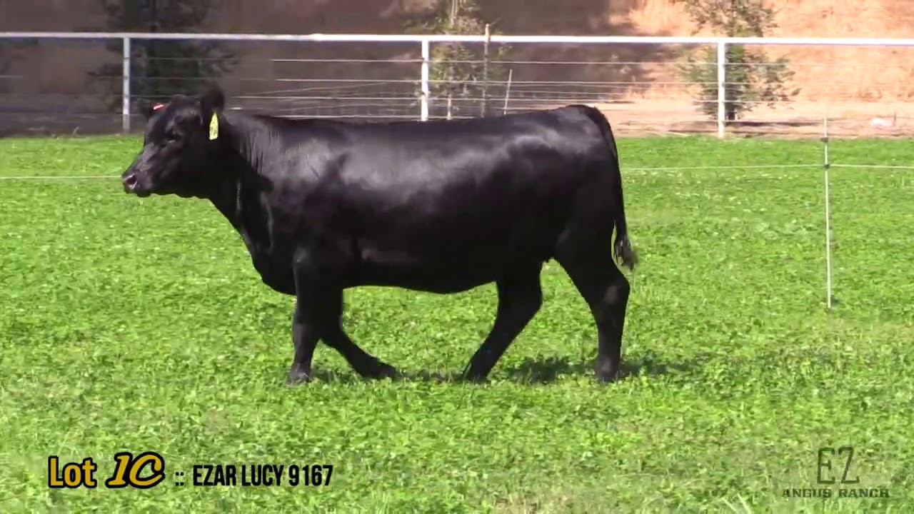 Black Angus EZ Angus Ranch Lot 1C