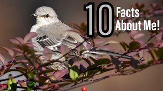10 Amazing Facts About The Northern Mockingbird