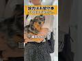 【ミックス犬】胸が痛くなって飼い主完敗... #shorts