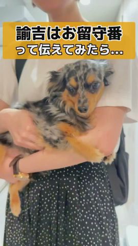 【ミックス犬】胸が痛くなって飼い主完敗... #shorts