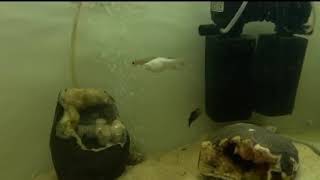 Red Tail Barracuda..!!!