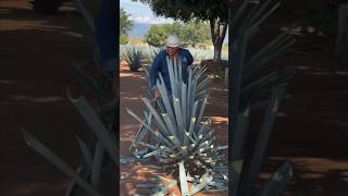 He Cut the Tree… Without Knowing Its True Value! 😲🌳 #shorts #skills #viral