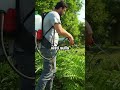 Perché la ZEOLITE stermina gli afidi
