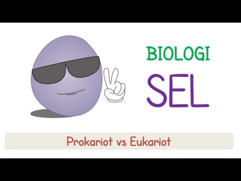 Sel Prokariot vs Eukariot | Biomolekul #6