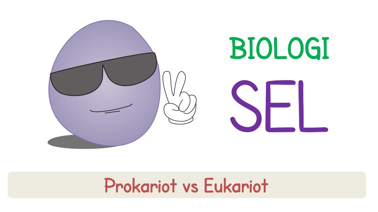 Sel Prokariot vs Eukariot | Biomolekul #6
