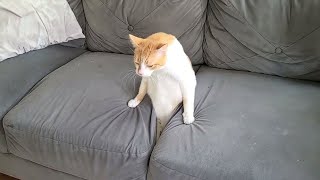 Funny Cat Videos of 2024 😍 Try not to laugh by Funny And Cute Cat's Life 253,375 views 1 month ago 9 minutes, 26 seconds