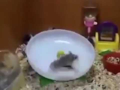 Interstellar mouse