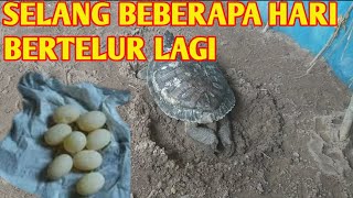 Brazilian turtles continue to lay eggs | thank God they are laying eggs again,