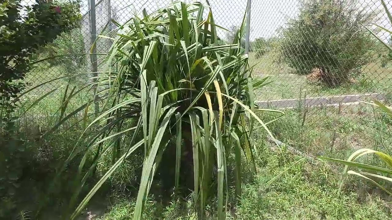 Kewra starts producing suckers - Screw Pine - Pandanus odorifer - Organic Farm - Engineer Ka Bagh