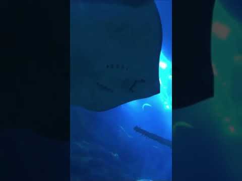МОЕ ГЛАВНОЕ РАЗОЧАРОВАНИЕ В ДУБАЕ #дубай #оаэ #жизньвдубае #shorts