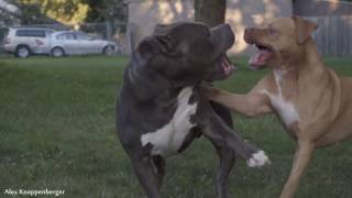 Pit Bull & American Bully Playing in Slow Motion ✔