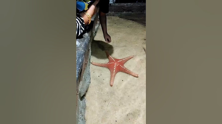 Touch the pool Starfish #starfish#marinekingdom#aquarium#10crore#trending#shortsfeed