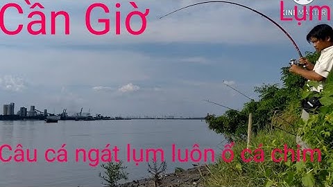 Duy Cá Ngát/hướng dẫn và chia sẽ điểm câu cá sông tự nhiên cần giờ , cá chim và ngát điều có