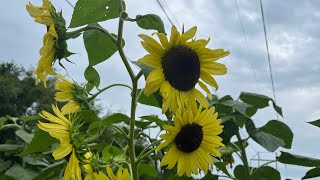 How to Harvest Sunflower Seeds (black oil seeds)
