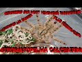 Rehousing Our Most Venomous Tarantula!! Stromatopelma calceatum the Feather Leg Baboon