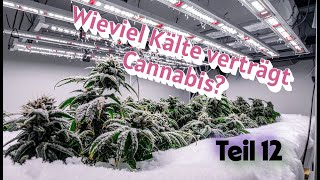 Wieviel Kälte verträgt Cannabis Indoor. Teil 12