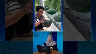 Tanam Semangka Bareng Lebah? Ini Rahasianya Tumbuh Cepat &amp; Manis #shorts