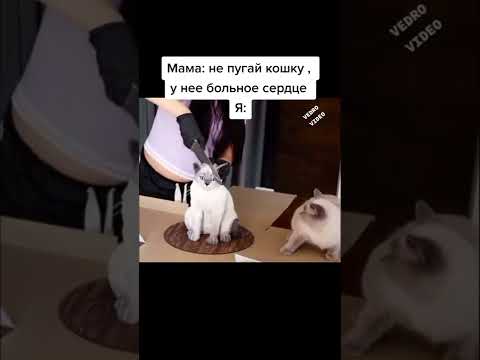 Не пугай кошку мама, у нее больное сердце. Угар2022.#shorts лайк