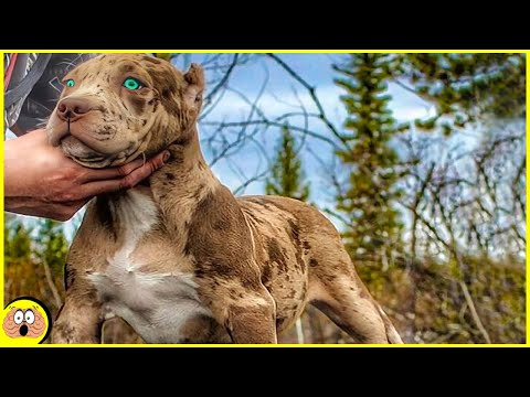 Video: Die 10 hässlichsten Hunderassen der Welt