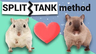 Your COMPLETE GUIDE to bonding gerbils: The split cage method