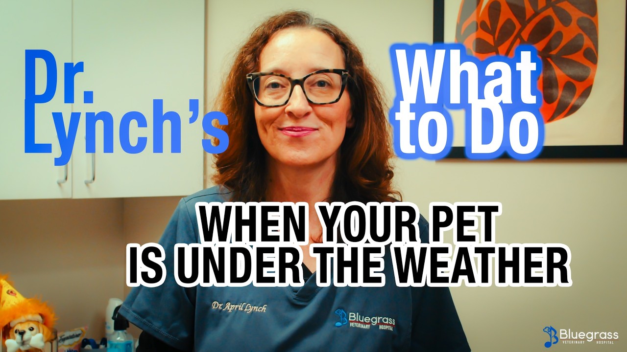 5 вещей, которые нужно сделать, если ваш питомец заболел.