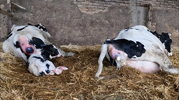 Raw & Real – Witness the Amazing Birth of a Calf!