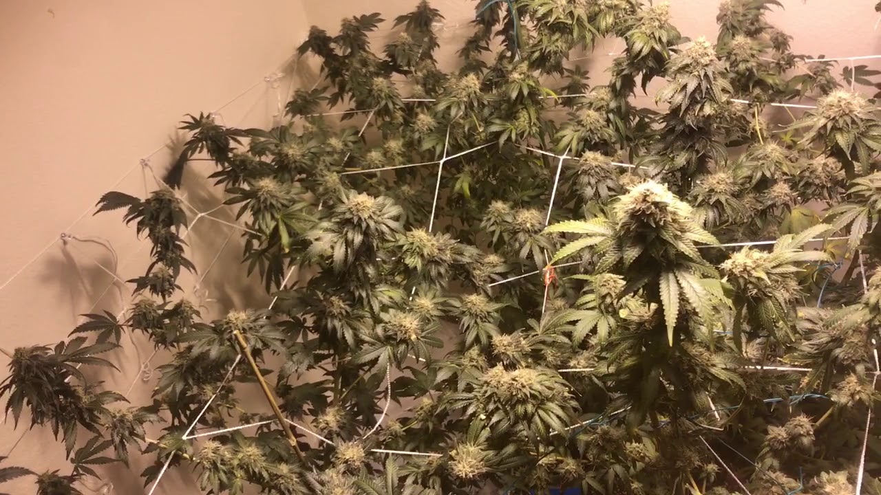 Season 2 day 61frost giant SurfPurp PurplePie