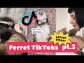 Ferrets taking over tiktok  funniest trending pt 3