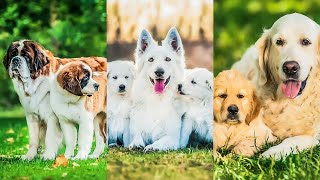 🐕‍🦺 Şirin Yavru Köpekler ve Anneleri İle Oyunları screenshot 1