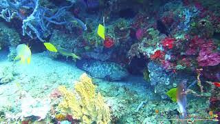 Grumpy Grouper Changes Colour