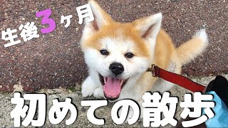 【Akita Inu】First walk of a 3monthold puppy