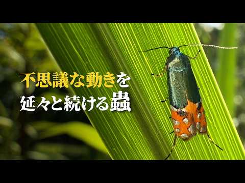 後脚を交互に動かし続ける不思議な蛾「ツマキホソハマキモドキ」