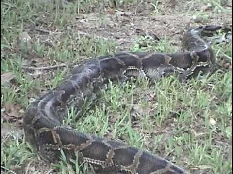 Giant Snake crawls into yard in Central Florida