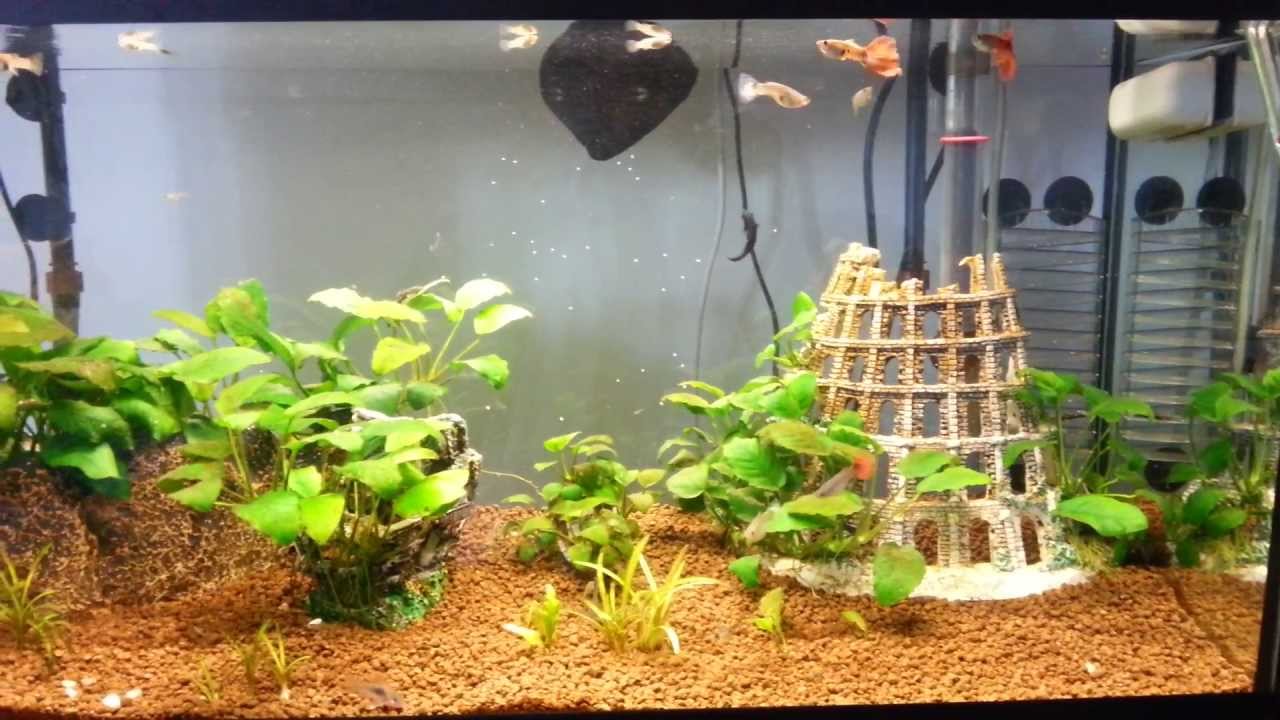 acquario hd dolce guppy,black molly con piante vere - youtube - Allestimento Acquario Dolce Con Piante Vere acquario hd dolce guppy,black molly con piante vere - youtube - Allestimento Acquario Dolce Con Piante Vere