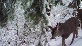 Wildlife in the Columbia River Gorge